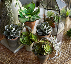 Beautiful Botanicals