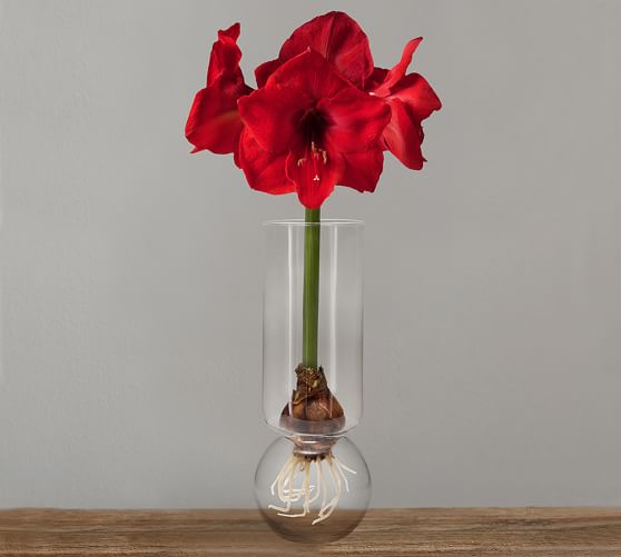 Live Amaryllis Bulb in Forcing Jar Pottery Barn