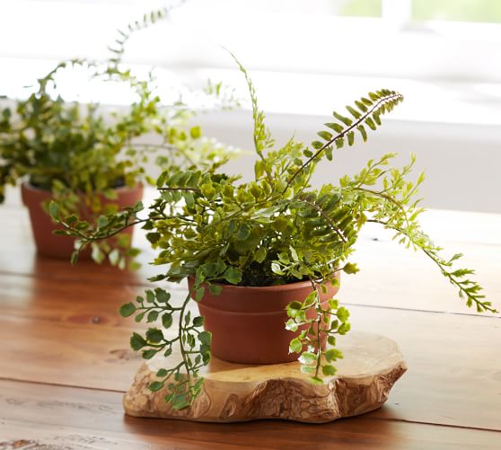 Faux Potted Mini Maidenhair Fern Pottery Barn