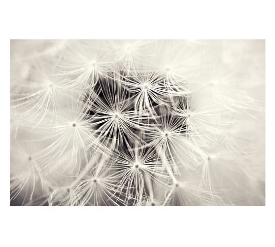 Dandelion Framed Print by Lupen Grainne Pottery Barn