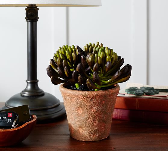 Faux Potted Knobby Succulent Pottery Barn