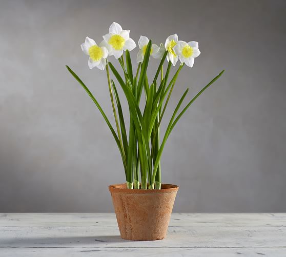 Faux Potted Daffodils Pottery Barn